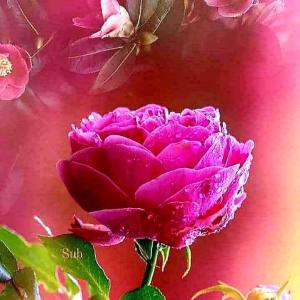 Piya Biswas image