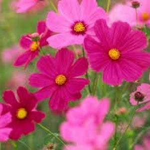 Sara Golbabapour image