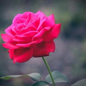 Hadia image